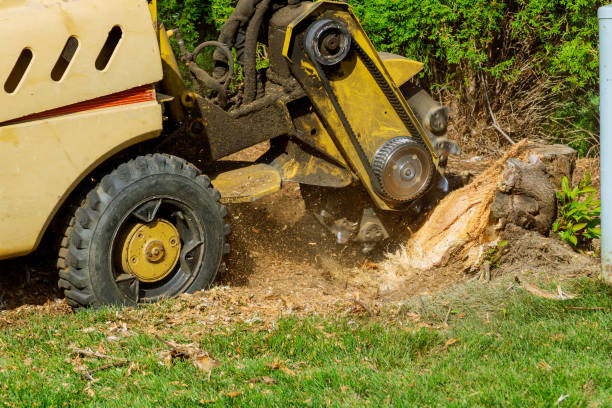 Tree Root Removal in Judson, SC